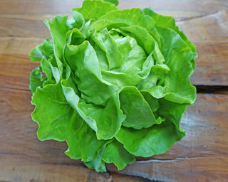 Bio Kopfsalat grün - FridaFrisch